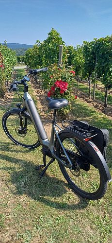 velo vigne